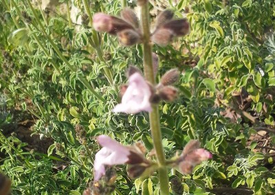 Salvia trilobata subsp. Libanotica