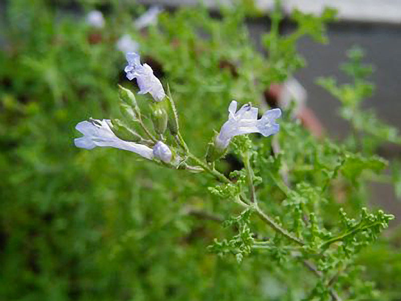 Salvia namaensis