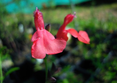 Salvia microphylla ‘Sant’Agatha’
