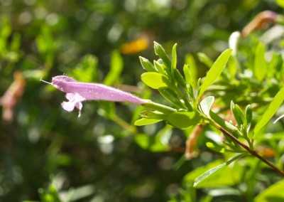 Poliominta longiflora