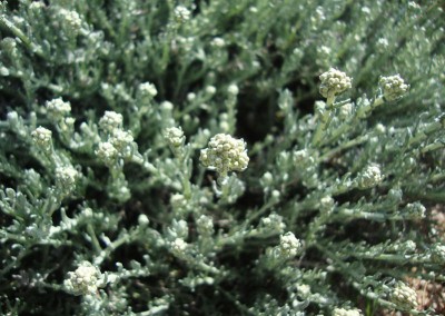 Helichrysum italicum var. microphyllum