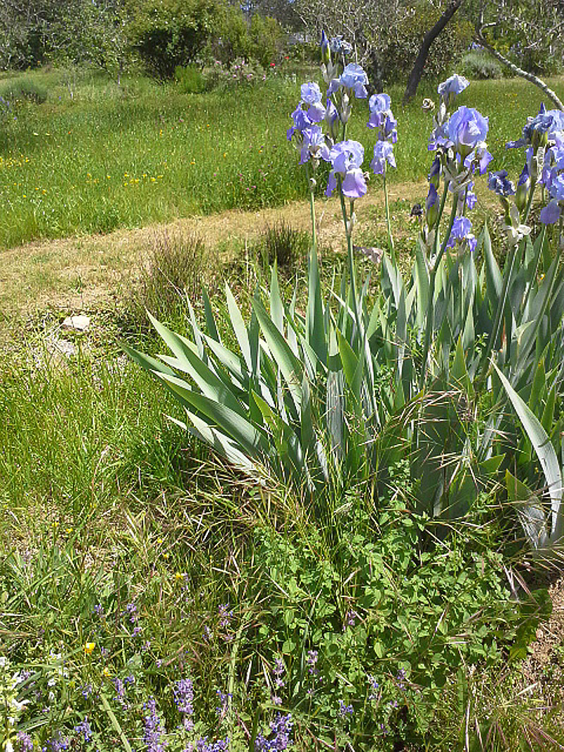Iris pallida 