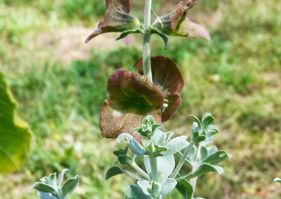 Salvia aurea ‘Kirstenbosch’