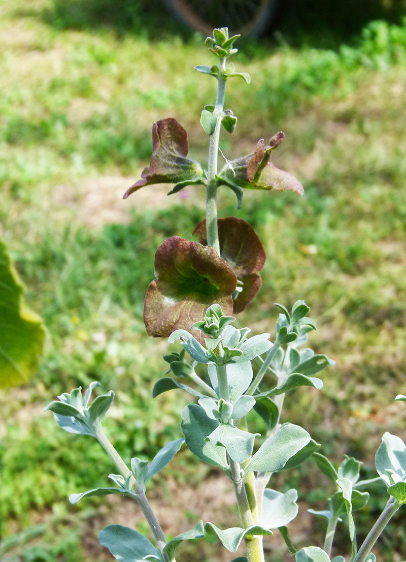 Salvia aurea 'Kirstenbosch'