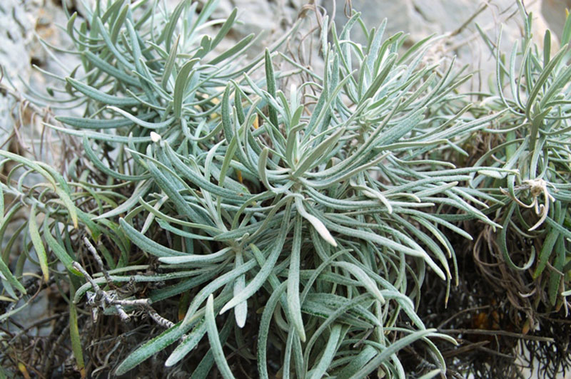 Helichrysum panormitanum