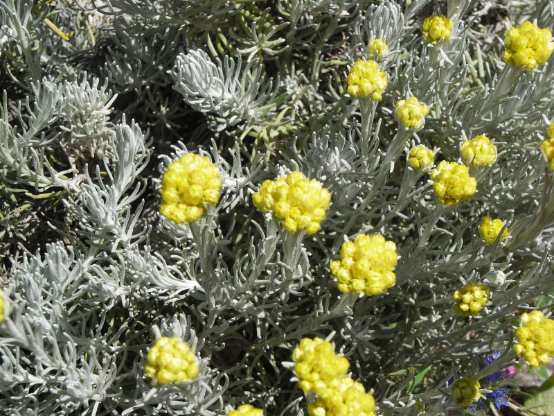 Helichrysum picardii