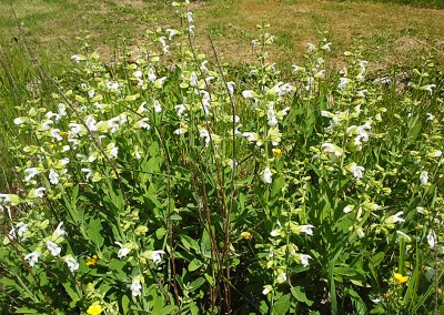 Salvia officinalis ‘Albiflora’