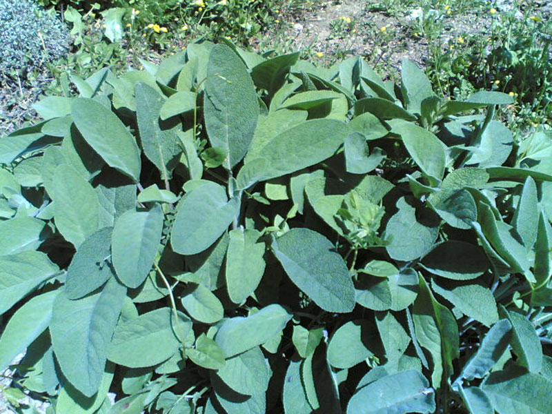 Salvia officinalis ‘maxima’