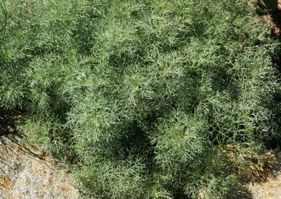 Artemisia ‘Canescens’