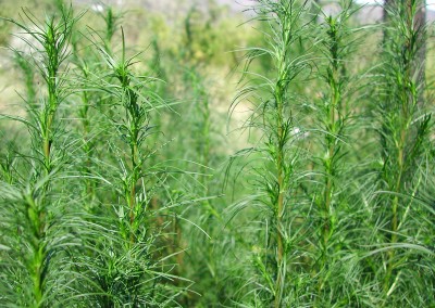 Artemisia caudata