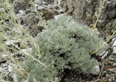 Artemisia lanata