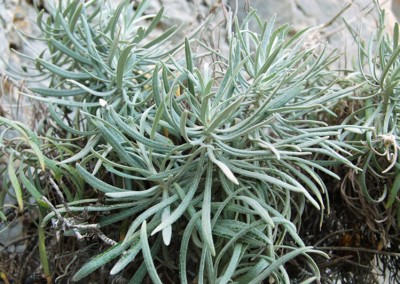Helichrysum panormitanum