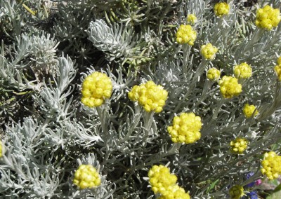 Helichrysum picardii