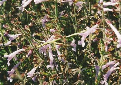 Salvia scabra
